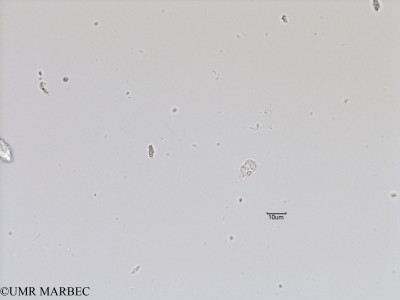 phyto/Bizerte/bizerte_bay/RISCO November 2015/Azadinium spp (Baie_T5-ACW1-Petit dino- cf heterocapsa minima ou azadinium-18).tif(copy)_thumb.jpg